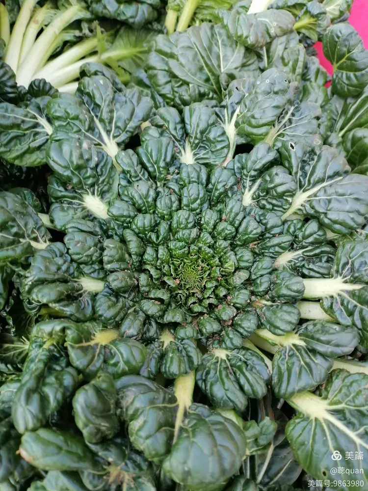 长得像菊花一样的青菜